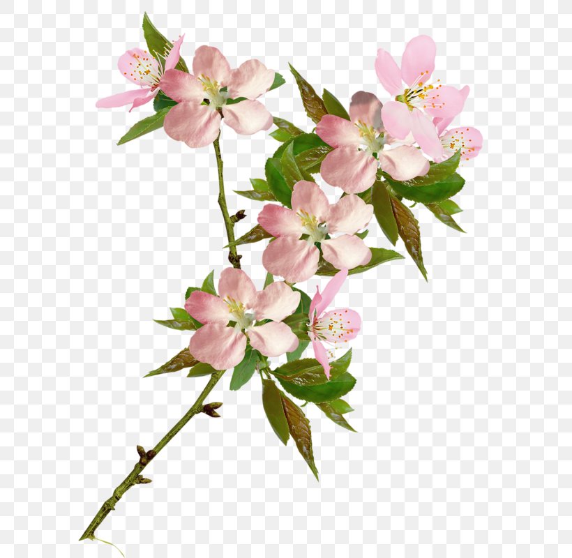 Cherry Blossom Clip Art Flower, PNG, 643x800px, Cherry Blossom, Blossom, Branch, Centerblog, Cut Flowers Download Free