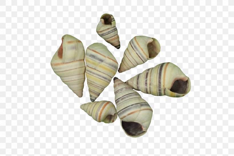 Seashell Tree Snail Shoe Gastropod Shell Gallon, PNG, 1650x1100px, Seashell, Gallon, Gastropod Shell, Shoe, Tree Snail Download Free