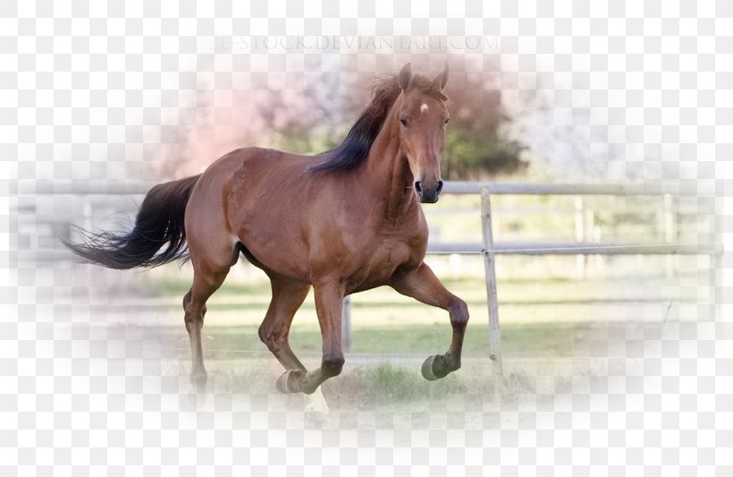 Standardbred Mustang Thoroughbred American Miniature Horse Mane, PNG, 800x533px, Standardbred, American Miniature Horse, Black, Bridle, Buckskin Download Free