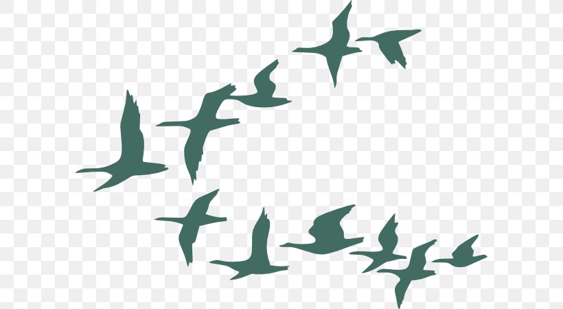 Bird Migration Goose Flock, PNG, 600x450px, Bird, Animal Migration, Bird Flight, Bird Migration, Bird Of Prey Download Free