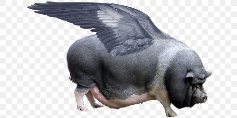 Domestic Pig When Pigs Fly Military Order Of The Cootie Animal Adynaton, PNG, 670x409px, Domestic Pig, Adynaton, Animal, Domestication, Eventoed Ungulates Download Free