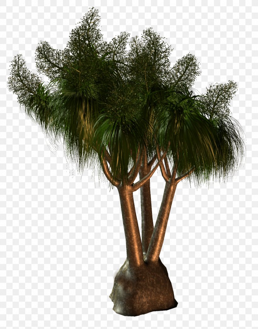 Palm Trees Babassu Houseplant Flowerpot, PNG, 930x1188px, Palm Trees, African Oil Palm, Arecales, Babassu, Babassu Oil Download Free