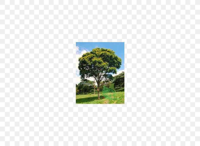 Tree Caesalpinia Pluviosa Tabebuia Roseo-alba Handroanthus Chrysotrichus Tabebuia Chrysantha, PNG, 600x600px, Tree, Caesalpinia, Cerrado, Ecosystem, Grass Download Free