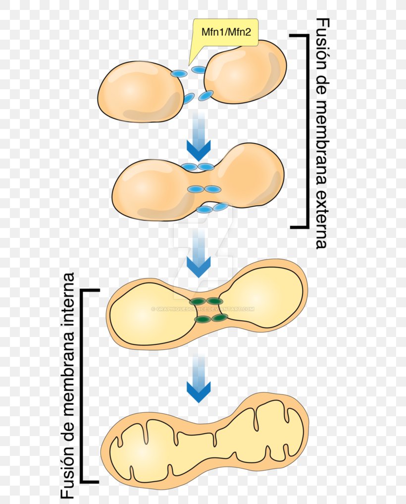 Mitochondrial Fusion Mitochondrion Art Painting Drawing, PNG, 786x1017px, Mitochondrion, Area, Art, Digital Art, Drawing Download Free