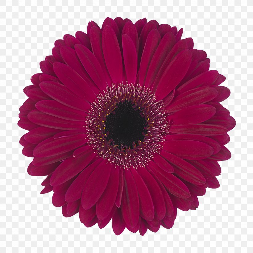 Transvaal Daisy IStock Daisy Family Floristry Stock Photography, PNG, 1772x1772px, Transvaal Daisy, Chrysanths, Cut Flowers, Daisy Family, Donsje Amsterdam Download Free