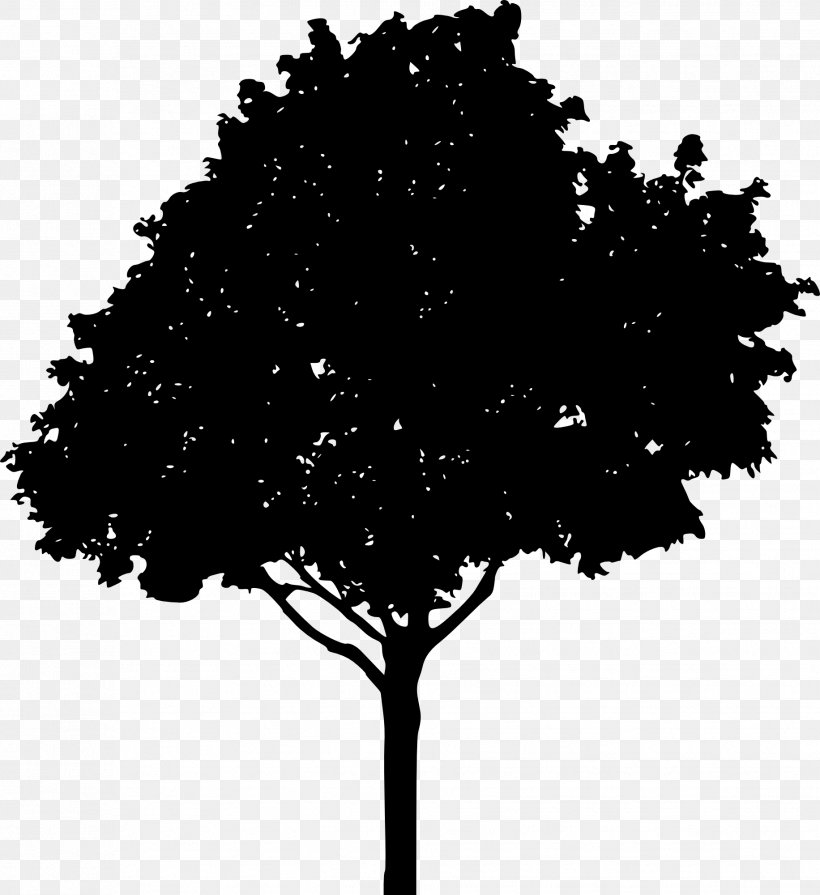 Tree Oak Drawing Clip Art, PNG, 1832x2000px, Tree, Black And White, Botanical Illustration, Branch, Drawing Download Free