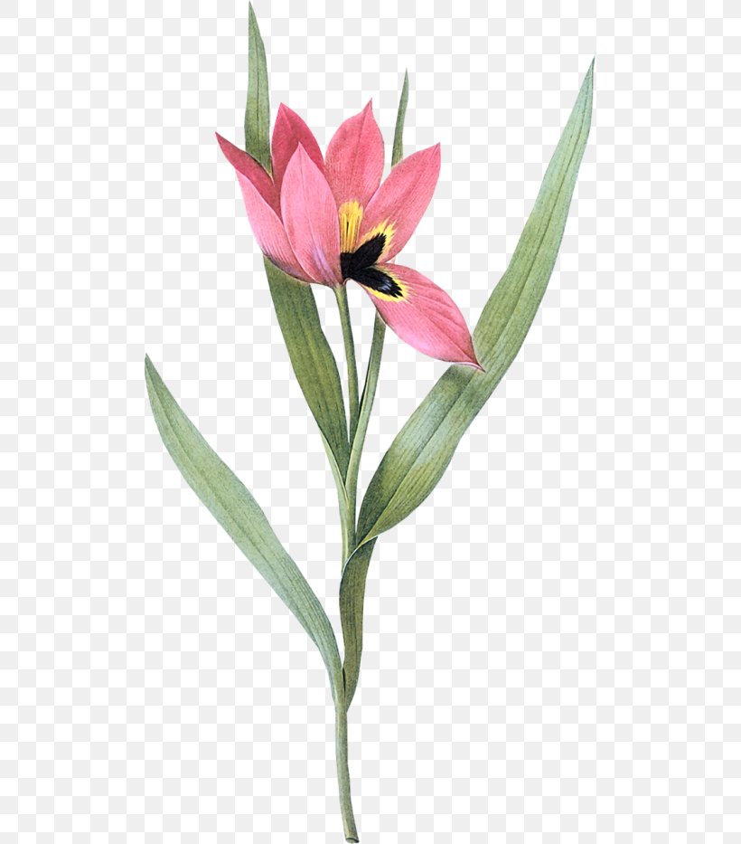 Tulip Petal Painting Flower Art, PNG, 500x933px, Tulip, Art, Beach Rose, China Rose, Daffodil Download Free