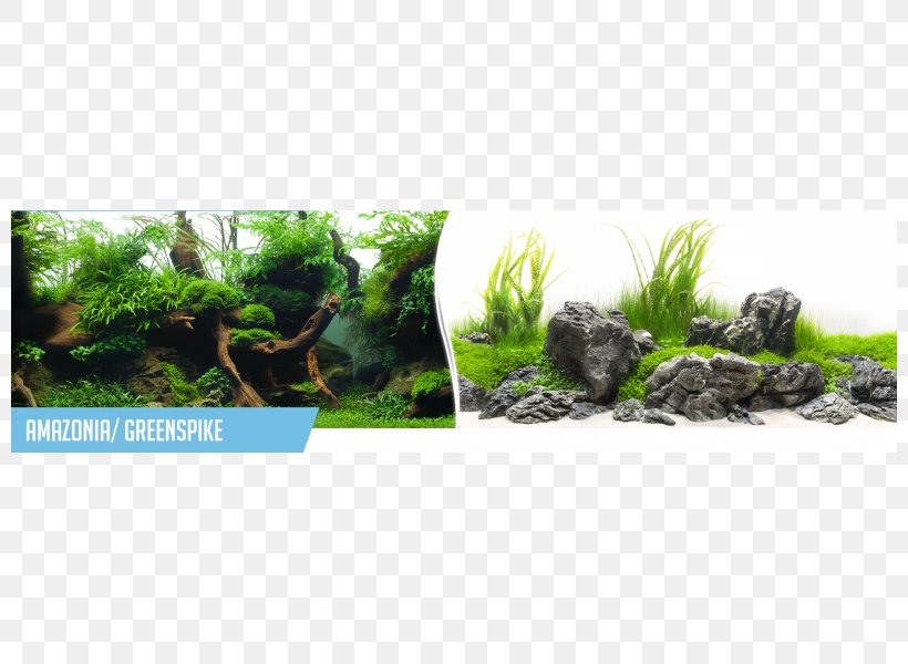 Aquarium BG .com Aquatic Plants .de, PNG, 800x600px, Aquarium, Aquarium Bg, Aquarium Decor, Aquatic Plant, Aquatic Plants Download Free
