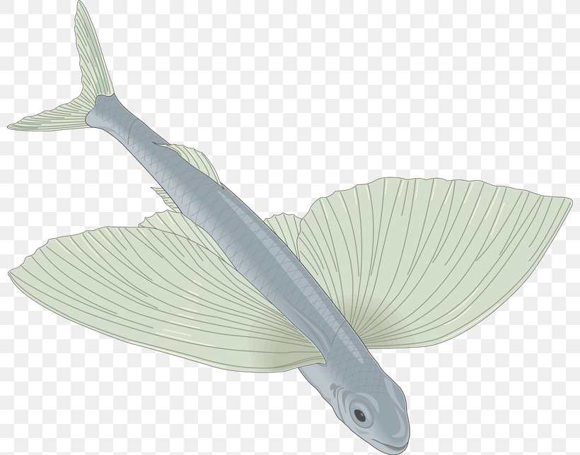 Drawing Flying Fish Clip Art, PNG, 800x644px, Drawing, Aquatic Animal, Fauna, Fish, Flying Fish Download Free