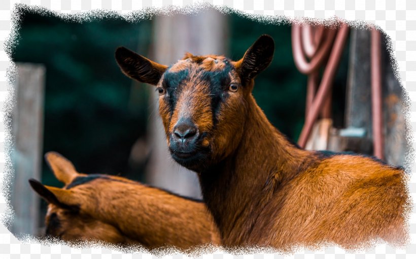GOAT Fauna Snout, PNG, 1334x831px, Goat, Cowgoat Family, Deer, Fauna, Fawn Download Free