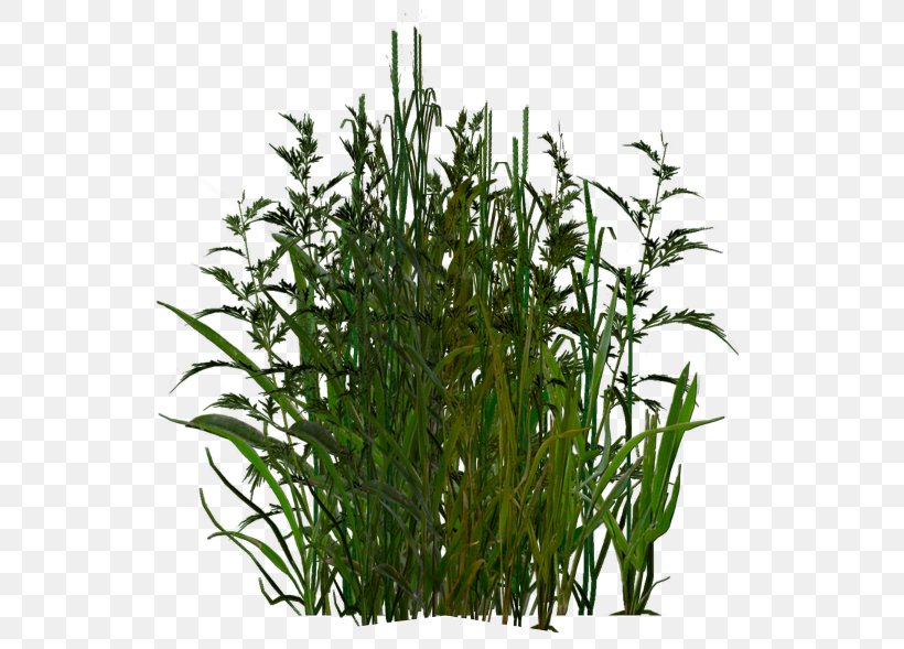 Shrub Plant White Sage Matorral, PNG, 600x589px, Shrub, Commodity, Flowerpot, Grass, Grass Family Download Free
