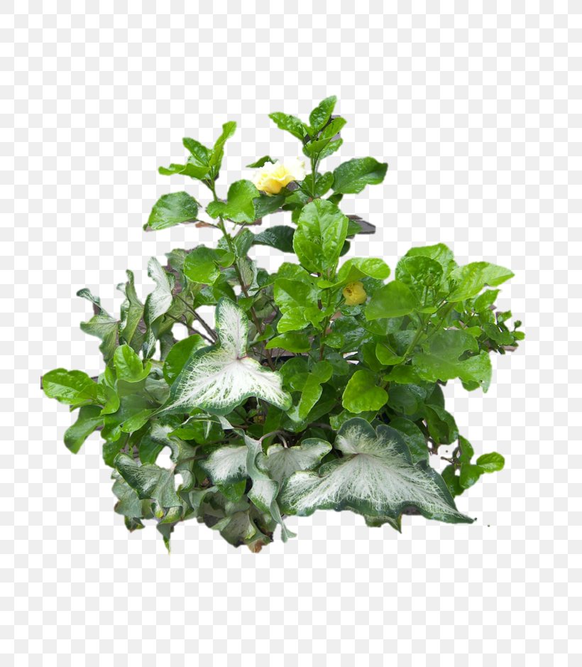 Nutrient Devil's Ivy Plant Vine Common Ivy, PNG, 705x939px, Nutrient, Almond, Blood, Calorie, Common Ivy Download Free