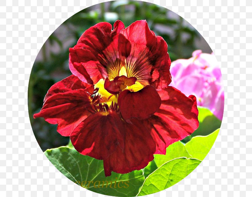 Pansy Mallows Annual Plant Herbaceous Plant, PNG, 640x640px, Pansy, Annual Plant, Family, Flower, Flowering Plant Download Free