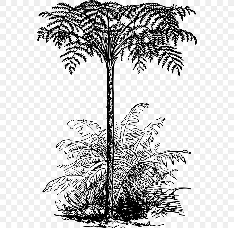 Asian Palmyra Palm Tree Fern Arecaceae Clip Art, PNG, 560x800px, Asian Palmyra Palm, Arecaceae, Arecales, Black And White, Borassus Flabellifer Download Free