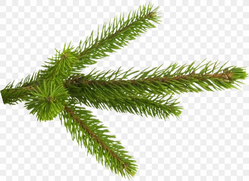 Fir Spruce Pine Branch Tree, PNG, 1232x897px, Fir, Branch, Christmas, Christmas Ornament, Conifer Download Free