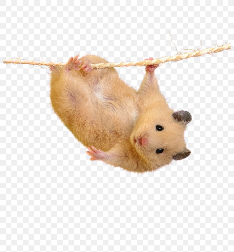 Hamster Mouse Cuteness, PNG, 796x883px, Hamster, Animal, Cuteness, Fancy Rat, Fauna Download Free
