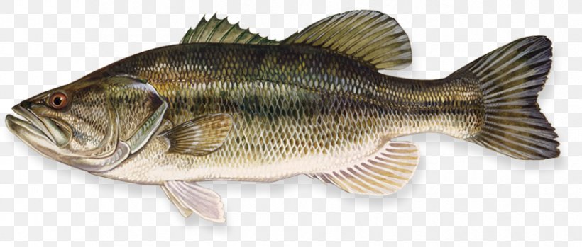 Largemouth Bass Smallmouth Bass Bass Fishing, PNG, 851x363px, Largemouth Bass, Angling, Animal Figure, Bass, Bass Fishing Download Free