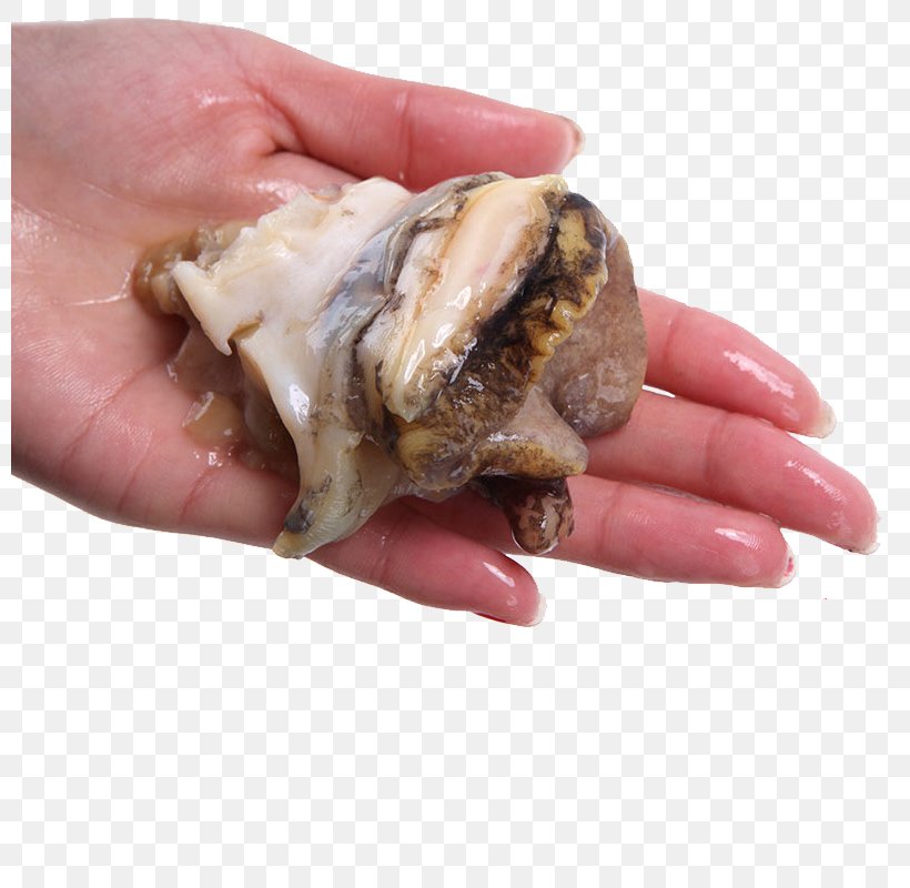Seafood Clam Sea Snail Crab Meat, PNG, 800x800px, Seafood, Animal Source Foods, Bolinus Brandaris, Cancer Pagurus, Clam Download Free