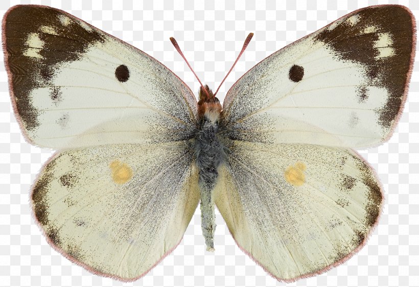 Butterfly Pieridae Colias Hyale Colias Croceus Colias Eurytheme, PNG, 1203x825px, Butterfly, Arthropod, Bombycidae, Brush Footed Butterfly, Butterflies And Moths Download Free