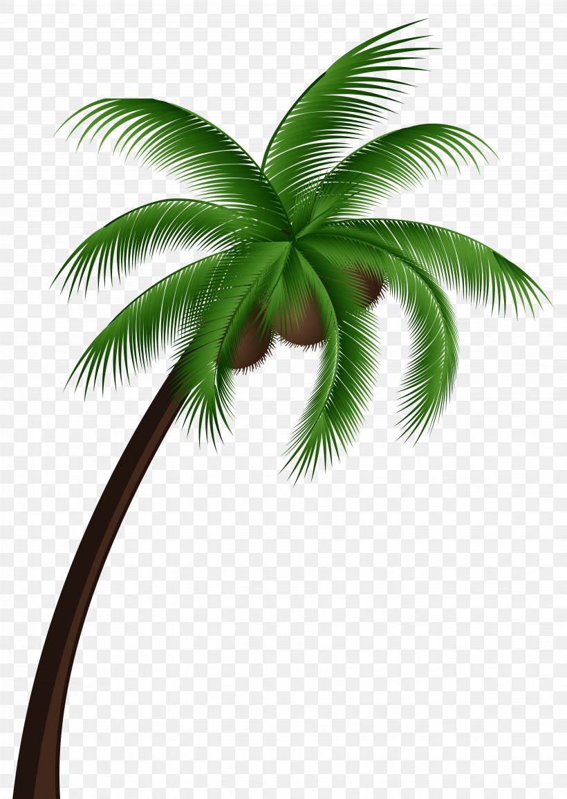 Coconut Arecaceae Tree Clip Art, PNG, 5547x7824px, Coconut, Areca Palm, Arecaceae, Arecales, Borassus Flabellifer Download Free