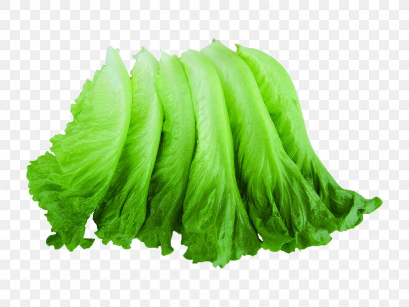 Lettuce Salad Vegetable Machine Fruit, PNG, 1024x768px, Lettuce, Clothes Dryer, Drying, Essiccatoio, Food Download Free