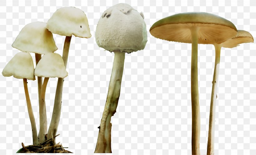 Mushroom Product Design, PNG, 4390x2671px, Mushroom, Agaricaceae, Agaricomycetes, Agaricus, Bolete Download Free