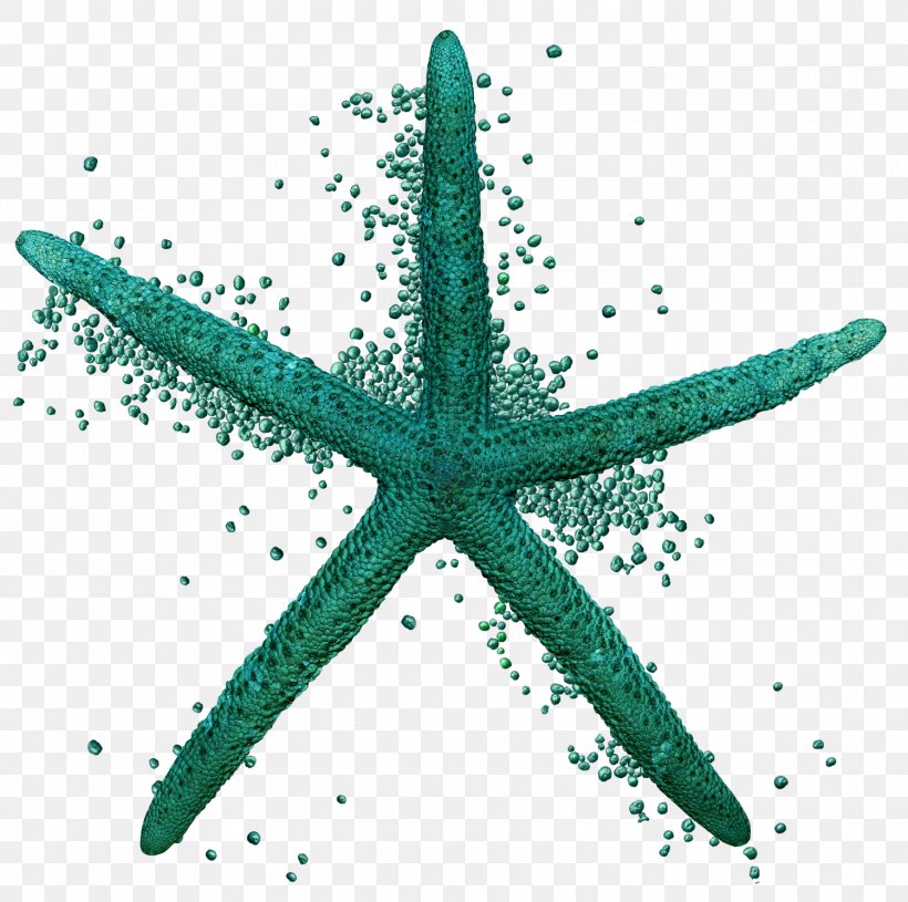 Starfish Sea Echinoderm Animal Ocean, PNG, 1500x1491px, Starfish, Animal, Echinoderm, Invertebrate, Marine Invertebrates Download Free