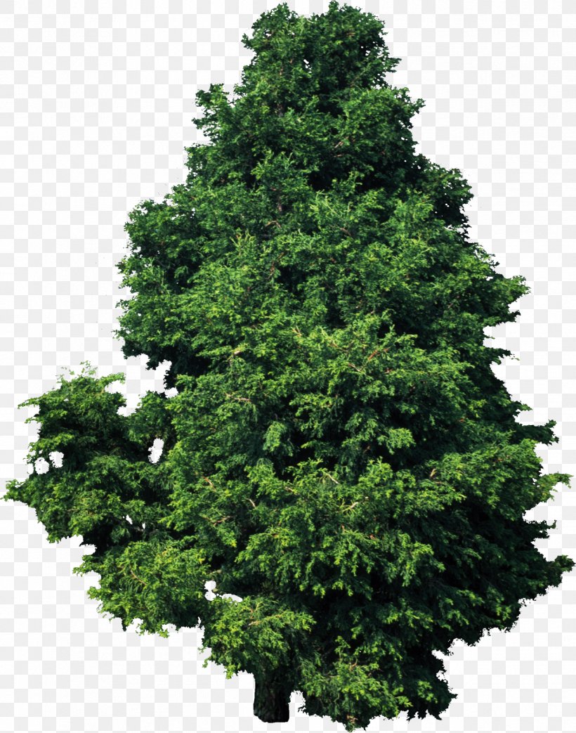 Tree Plant Hinoki Cypress Deodar Cedar Pine, PNG, 1246x1586px, Tree, Biome, Branch, Carob Tree, Cedar Download Free