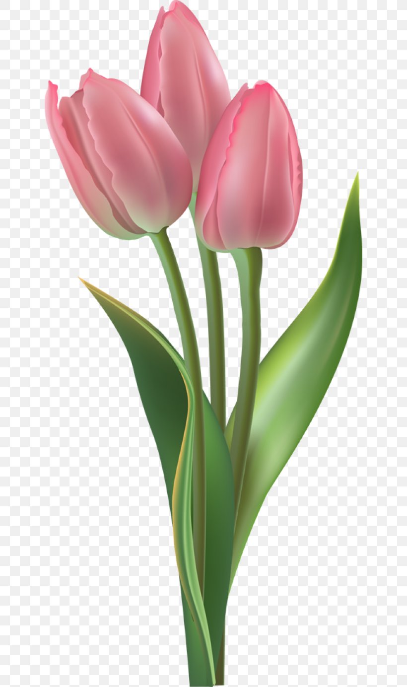 Tulip Flower Clip Art, PNG, 640x1384px, Tulip, Bud, Cut Flowers, Drawing, Flower Download Free