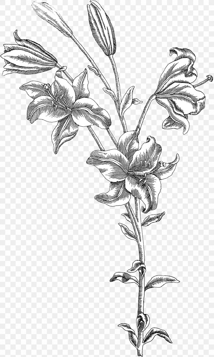 Twig Drawing Botany Plant Stem /m/02csf, PNG, 1438x2400px, Twig, Artwork, Bedroom, Black And White, Botany Download Free