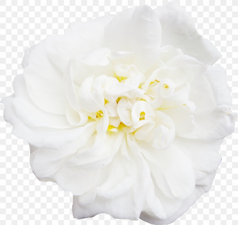 White Flower Peony, PNG, 959x909px, White, Cut Flowers, Designer, Floral Design, Floristry Download Free