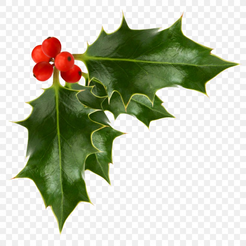 Common Holly Clip Art, PNG, 1000x1000px, Common Holly, Aquifoliaceae, Aquifoliales, Berry, Branch Download Free