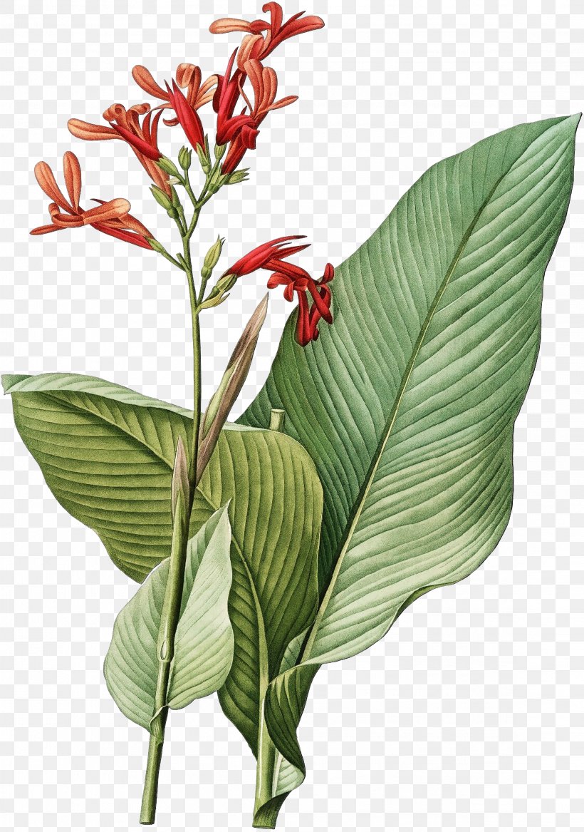 Lily Flower Cartoon, PNG, 2318x3300px, Painting, Arrowroot Family, Artist, Botanical Illustrator, Canna Family Download Free
