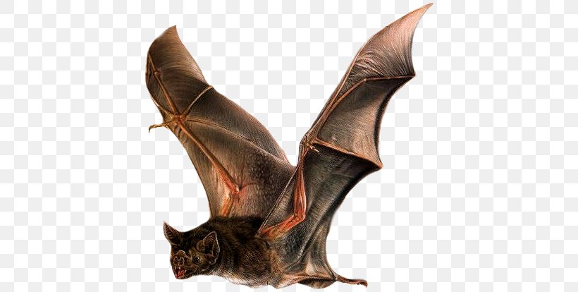 Microbat Common Vampire Bat Little Brown Bat Animal, PNG, 417x414px, Microbat, Animal, Bat, Common Vampire Bat, Flaggermuskasse Download Free