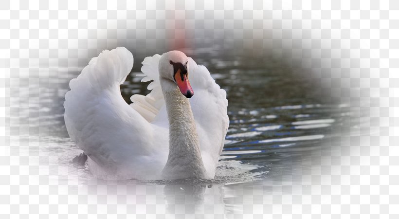Mute Swan Cygnini Bird Desktop Wallpaper Goose, PNG, 800x450px, Mute Swan, Anatidae, Animal, Beak, Bird Download Free