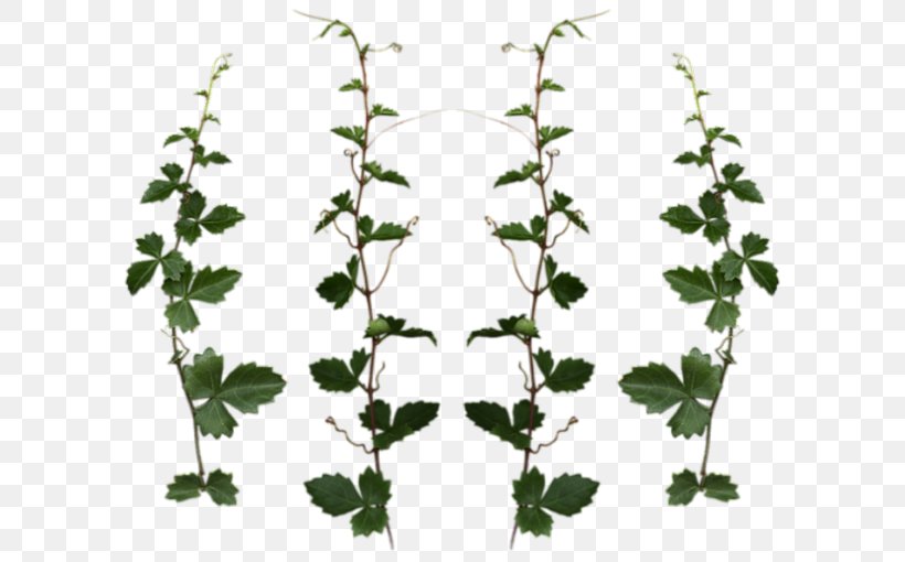 Plant Vine Tree Clipping Path, PNG, 600x510px, Plant, Branch, Clipping Path, Drawing, Flora Download Free