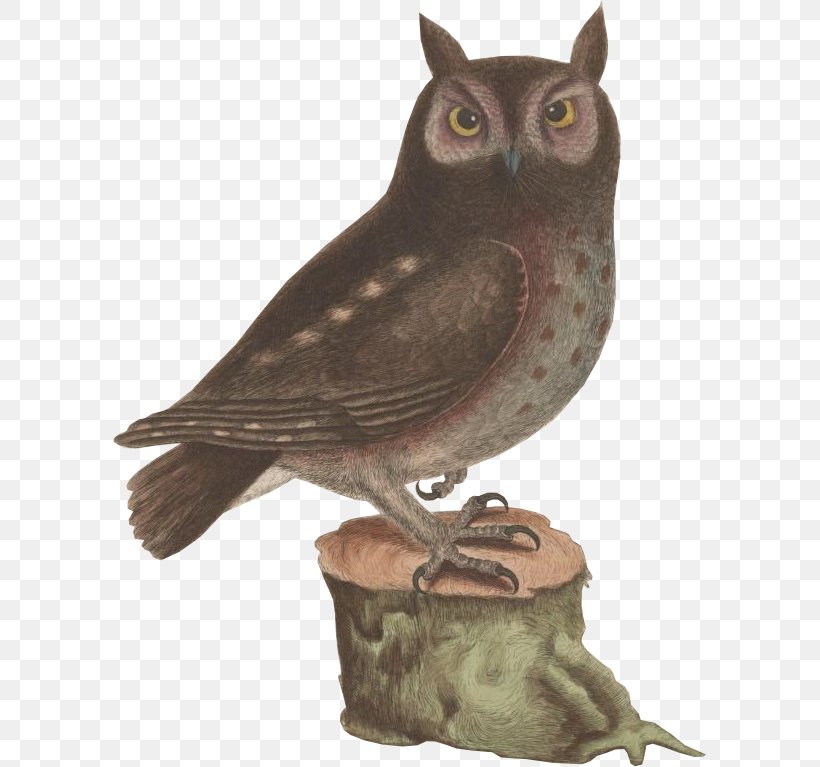 Screech Owl Work Of Art AllPosters.com, PNG, 593x767px, Owl, Allposterscom, Art, Art Museum, Artcom Download Free