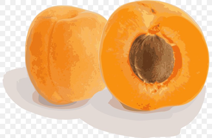 Apricot Fruit Tree Armenian Plum, PNG, 800x535px, Apricot, Amygdalin, Armenian Plum, Calabaza, Compote Download Free