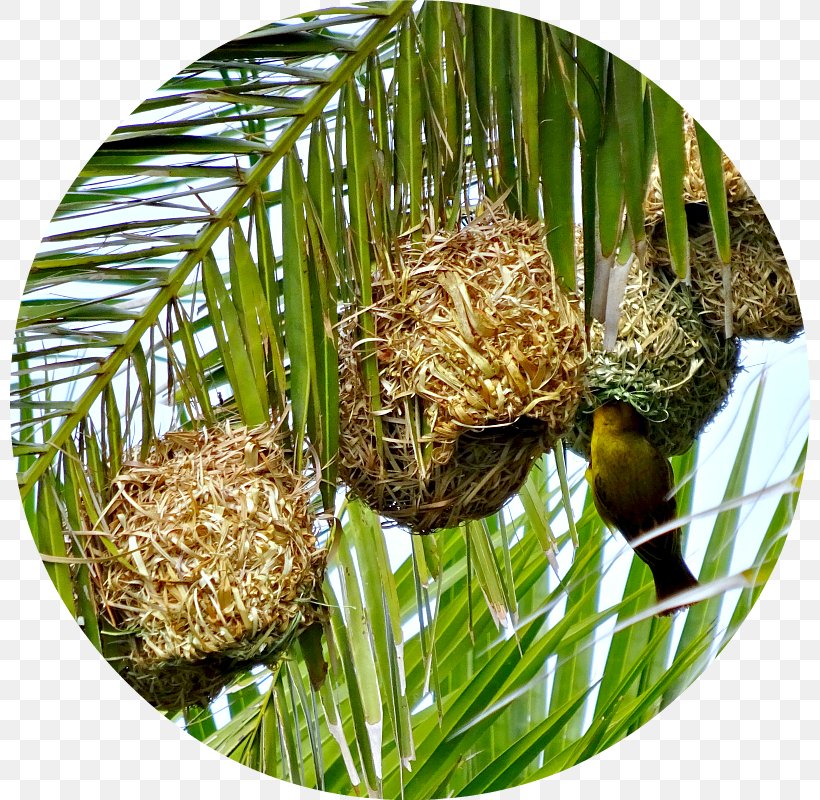 Knysna Bird Nest Garden Route Weavers, PNG, 800x800px, Knysna, Bird, Bird Nest, Commodity, Female Download Free
