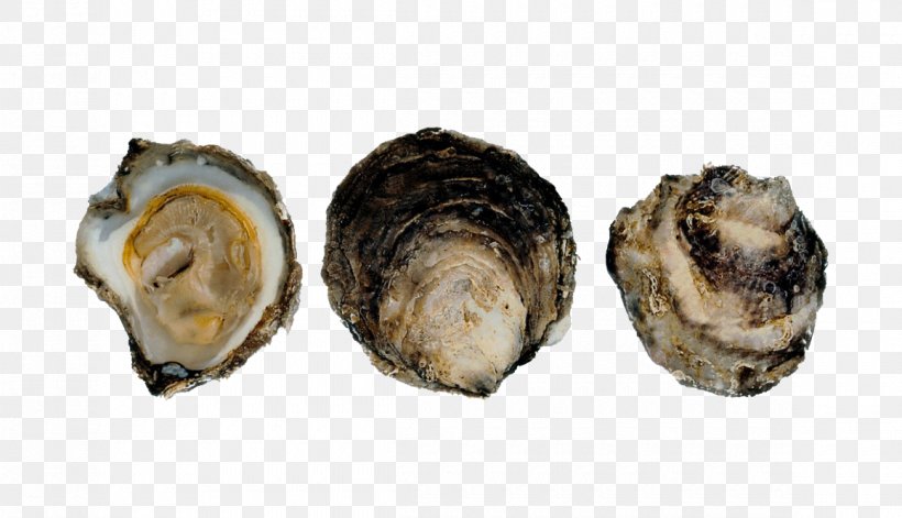 Norway Pacific Oyster Mussel Ostrea Edulis, PNG, 1160x667px, Norway, Animal Source Foods, Clam, Clams Oysters Mussels And Scallops, Cod Download Free