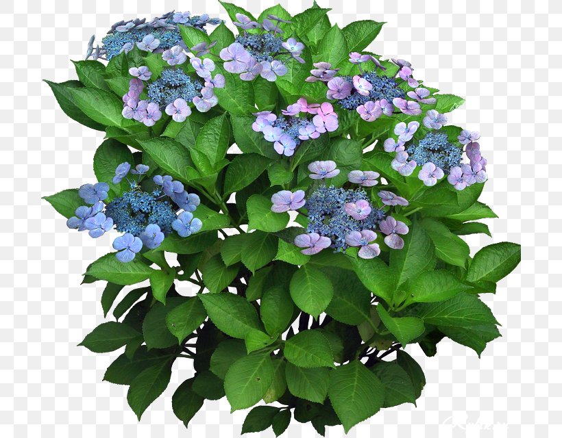 Plant Flower Computer Software, PNG, 700x640px, Plant, Annual Plant, Borage Family, Computer Software, Cornales Download Free