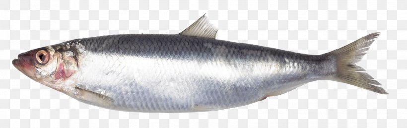 Soused Herring Muzee Scheveningen Fish Atlantic Herring Friday Night Jazz Met Eric Alexander, PNG, 1854x585px, Soused Herring, Animal Figure, Animal Source Foods, Atlantic Herring, Atlantic Mackerel Download Free