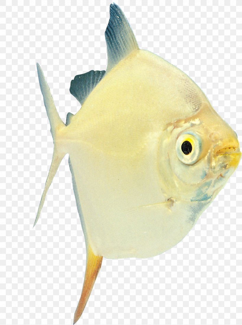 Tropical Fish Ornamental Fish Characidae Amur Catfish, PNG, 1600x2150px, Fish, Amur Catfish, Aquarium, Catfish, Characidae Download Free