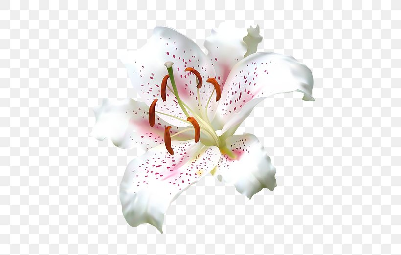 White Lily Flower, PNG, 614x522px, Flower, Alstroemeriaceae, Amaryllis Belladonna, Arumlily, Blossom Download Free