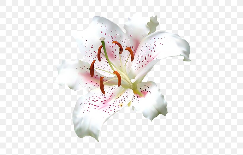 white lily flower png 614x522px flower alstroemeriaceae amaryllis belladonna arumlily blossom download free white lily flower png 614x522px