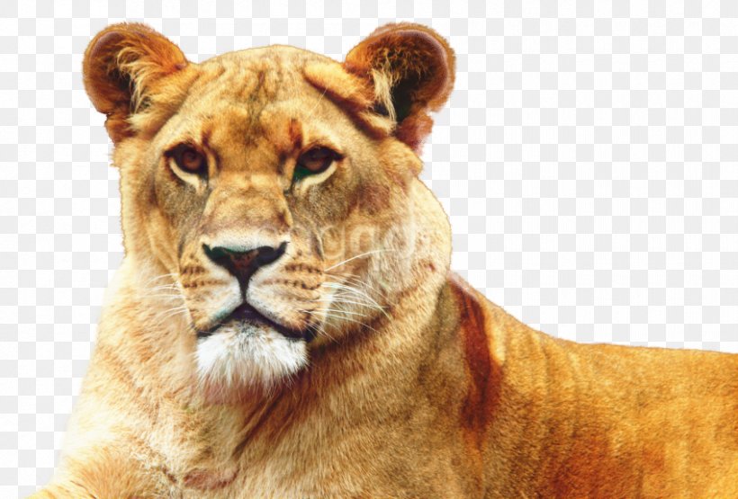 Austin Zoo Summer Camp: Enrichment Engineers Lion Austin Zoo Summer Camp: The Great Zoo Detective Zoo Science Investigators, PNG, 850x576px, Austin Zoo, Adaptation, Animal, Austin, Big Cats Download Free