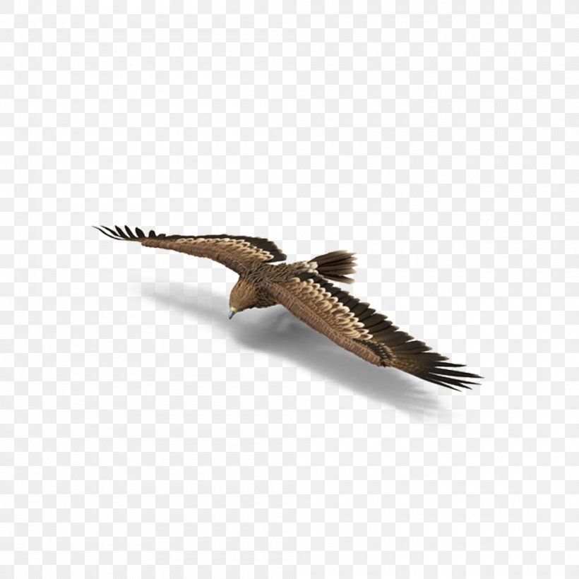 Download, PNG, 1000x1000px, Eagle, Android, Beak, Bird, Bird Of Prey Download Free
