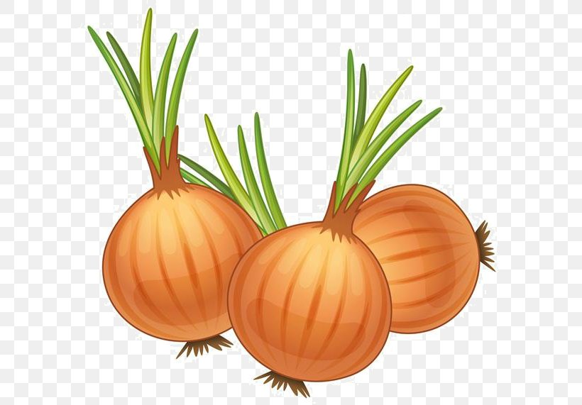 French Onion Soup Yellow Onion Royalty-free Clip Art, PNG, 600x571px, French Onion Soup, Calabaza, Carrot, Cartoon, Commodity Download Free