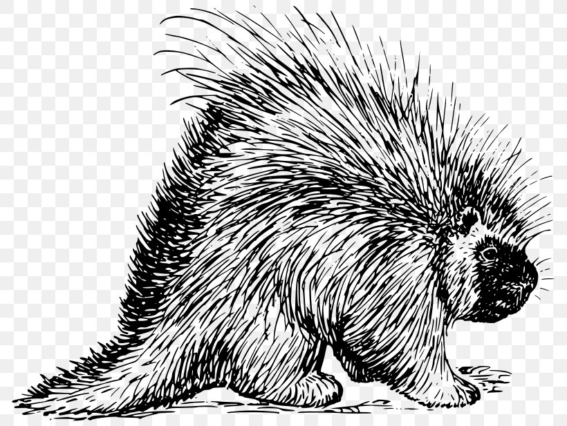 Rodent Porcupine Hedgehog T-shirt Clip Art, PNG, 800x617px, Rodent, Beaver, Black And White, Carnivoran, Domesticated Hedgehog Download Free