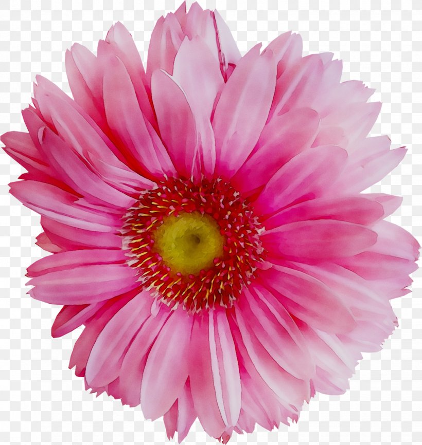 Transvaal Daisy Chrysanthemum Cut Flowers Pink M, PNG, 1329x1404px, Transvaal Daisy, Annual Plant, Artificial Flower, Aster, Asterales Download Free